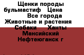 Щенки породы бульмастиф › Цена ­ 25 000 - Все города Животные и растения » Собаки   . Ханты-Мансийский,Нефтеюганск г.